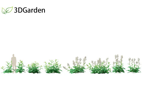 Nicotiana sylvestris - tytoń kwitnący Model 3D