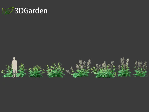 Nicotiana sylvestris - flowering tobacco 3D Model