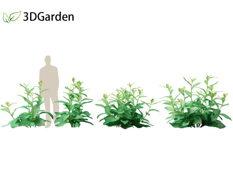 Nicotiana sylvestris - flowering tobacco 3D Model