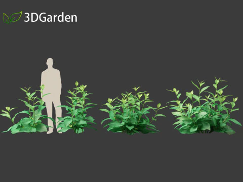 Nicotiana sylvestris - flowering tobacco 3D Model