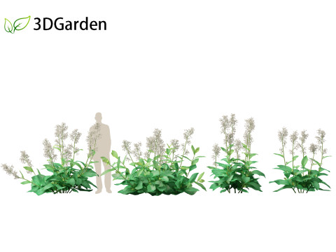 Nicotiana sylvestris - flowering tobacco 3D मॉडल