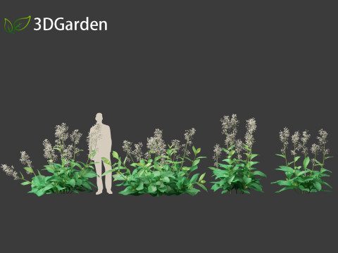 Nicotiana sylvestris - flowering tobacco 3D मॉडल