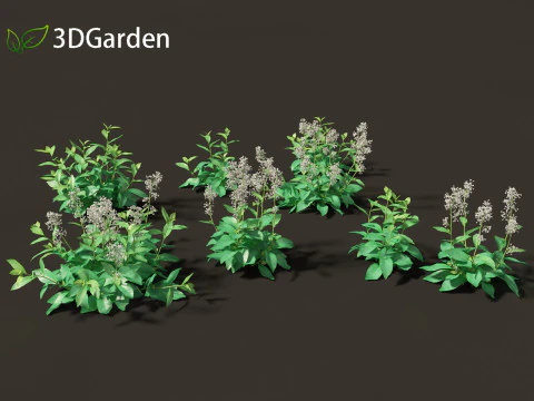 Nicotiana sylvestris - flowering tobacco 3D Model