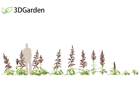 Veratrum nigrum - black false hellebore 3D Модель