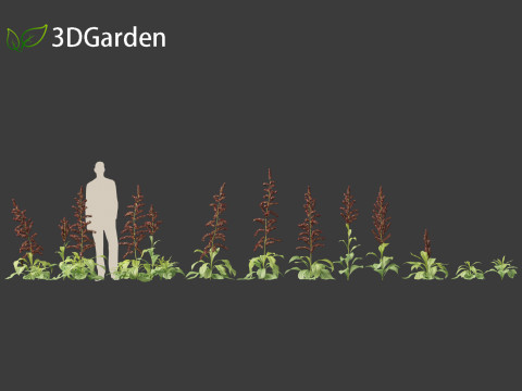 Veratrum nigrum - black false hellebore 3Dモデル