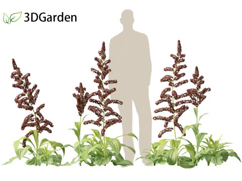 Veratrum nigrum - black false hellebore 3D Model
