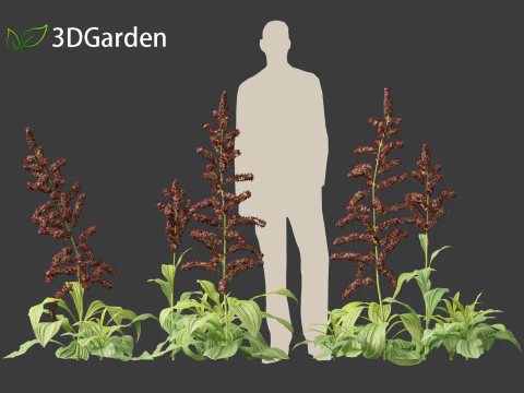 Veratrum nigrum - black false hellebore 3D Model