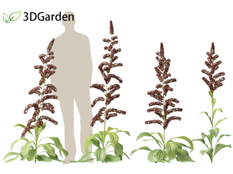 Veratrum nigrum - black false hellebore 3D Model