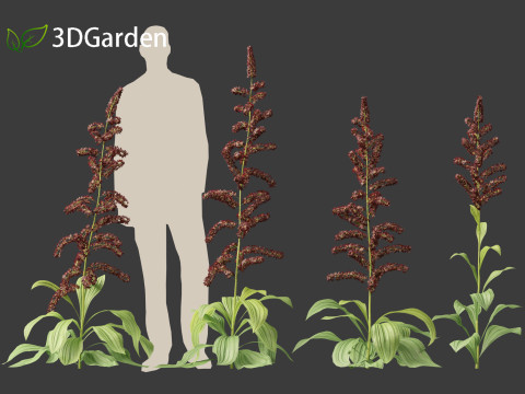 Veratrum nigrum - black false hellebore 3Dモデル
