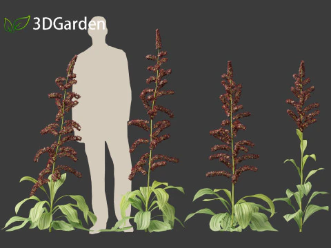Veratrum nigrum - black false hellebore 3D Model