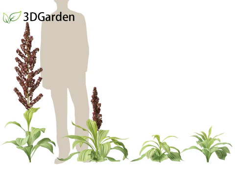 Veratrum nigrum - black false hellebore 3D Model