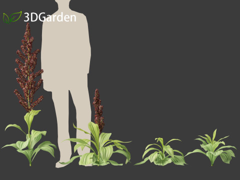 Veratrum nigrum - black false hellebore 3Dモデル