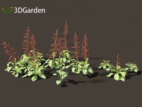 Veratrum nigrum - black false hellebore 3Dモデル