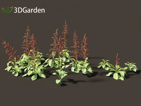 Veratrum nigrum - black false hellebore 3D Model