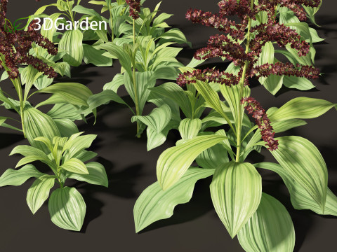 Veratrum nigrum - black false hellebore 3Dモデル
