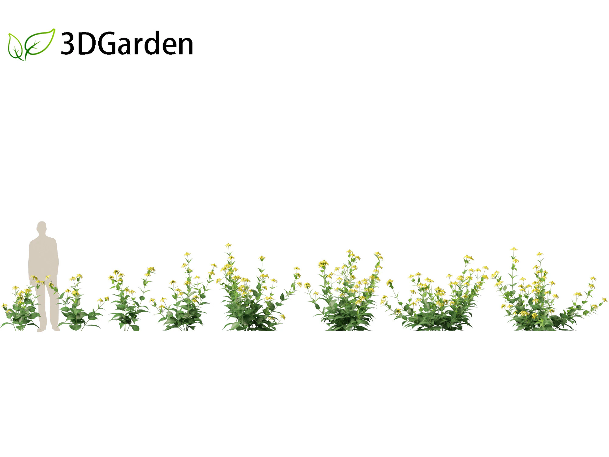 Rudbeckia laciniata - echinacea alta Modello 3D .c4d .max .obj .3ds .fbx .stl .blend 