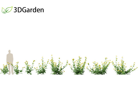 Rudbeckia laciniata - tall coneflower 3D Модель