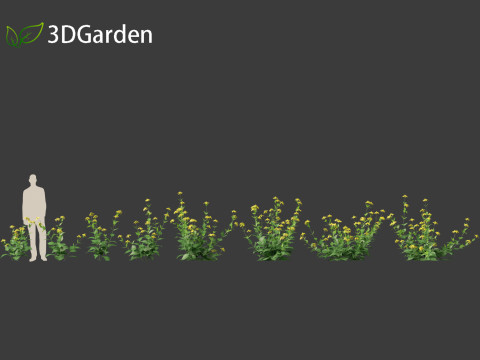 Rudbeckia laciniata - tall coneflower Modèle 3D
