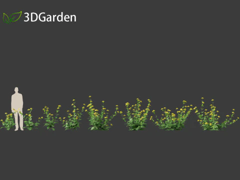 Rudbeckia laciniata - echinacea alta Modello 3D