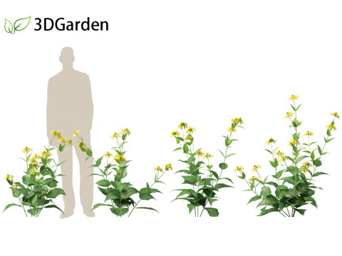 Rudbeckia laciniata - echinacea alta Modello 3D