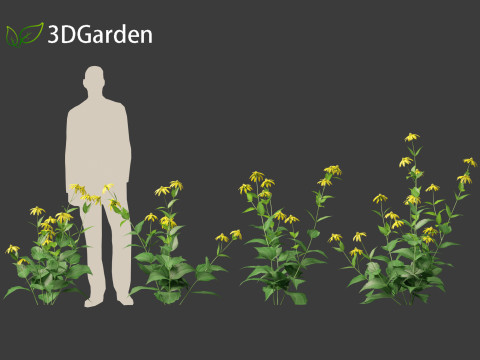 Rudbeckia laciniata - tall coneflower Modèle 3D