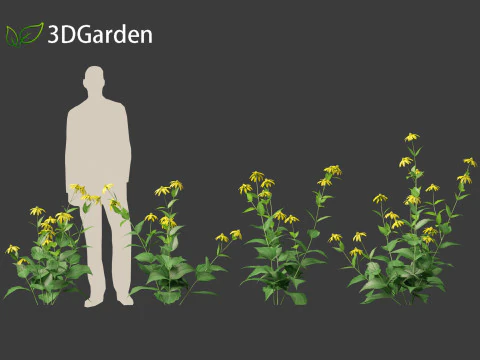 Rudbeckia laciniata - echinacea alta Modello 3D