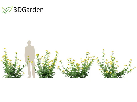 Rudbeckia laciniata - echinacea alta Modello 3D