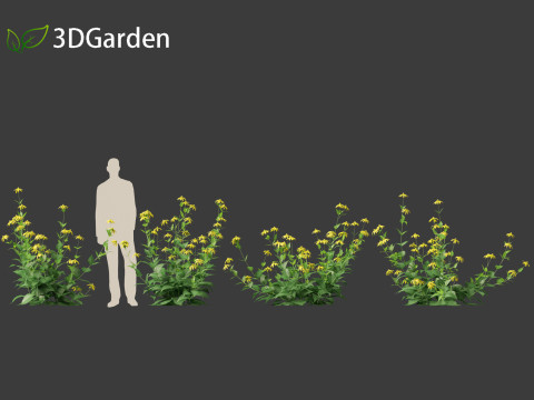 Rudbeckia laciniata - tall coneflower Modèle 3D