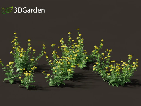 Rudbeckia laciniata - echinacea alta Modello 3D