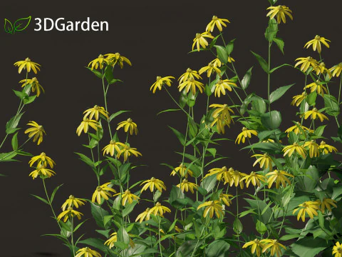 Rudbeckia laciniata - echinacea alta Modello 3D