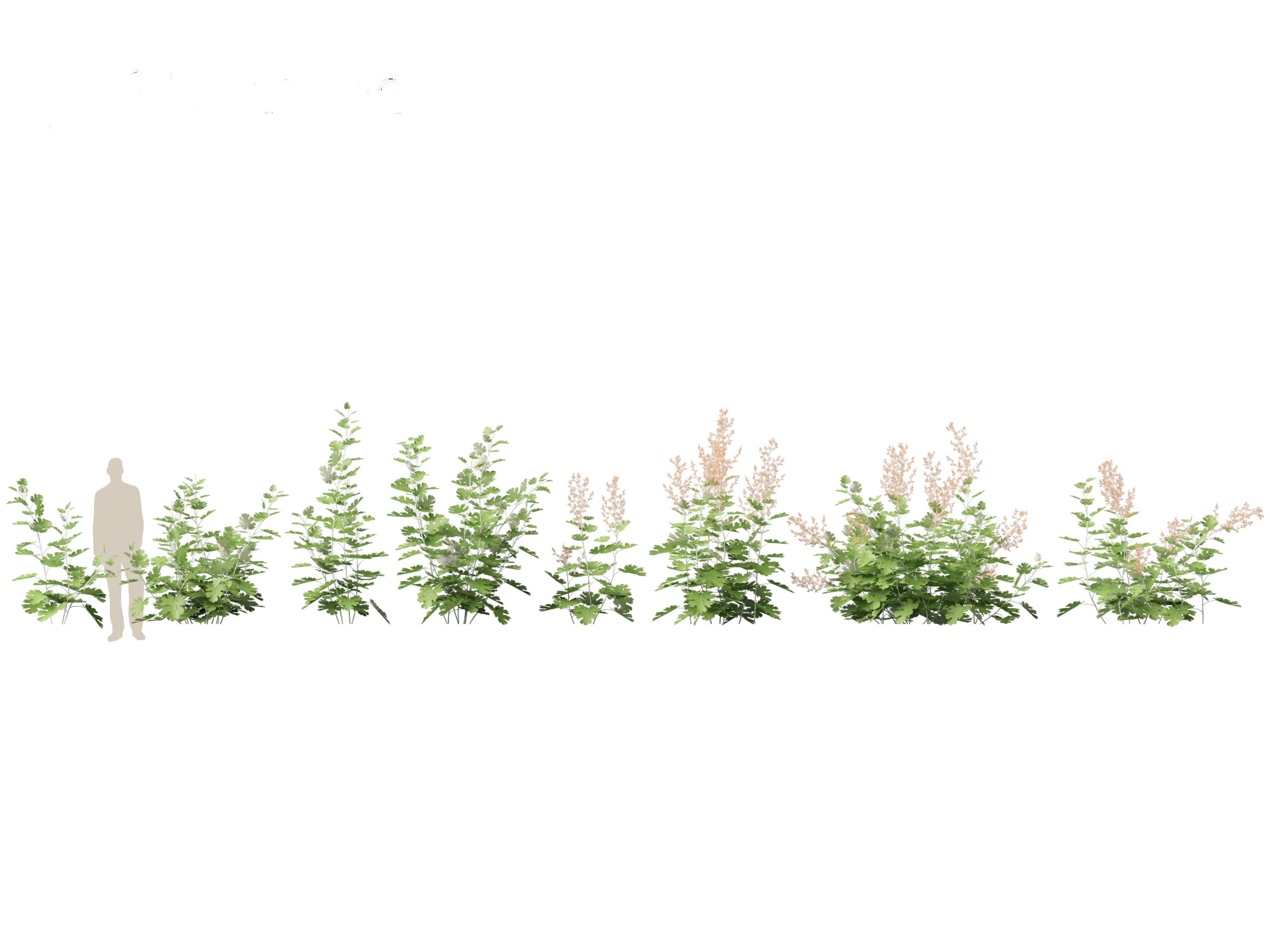 Macleaya microcarpa - plume poppies 3D Model .c4d .max .obj .3ds .fbx .stl .blend 