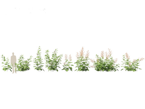 Macleaya microcarpa - plume poppies 3D Модель