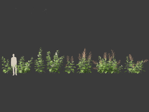 Macleaya microcarpa - plume poppies 3D-Modell