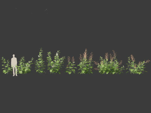 Macleaya microcarpa - plume poppies 3D Model