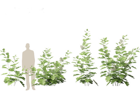 Macleaya microcarpa - plume poppies 3D-Modell