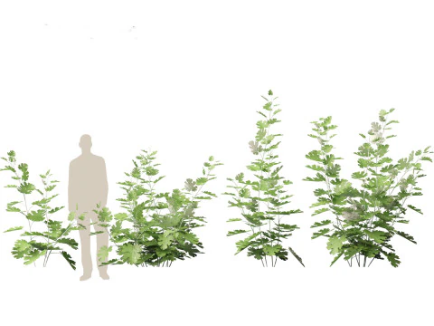 Macleaya microcarpa - plume poppies 3D Model