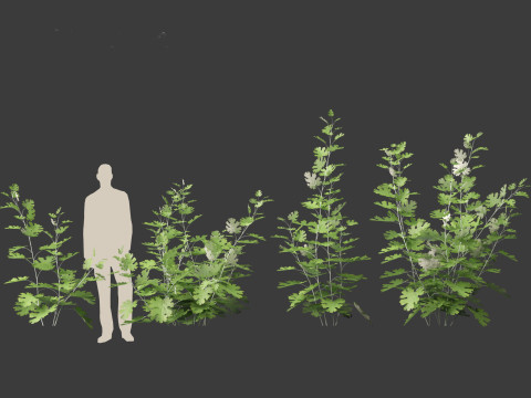 Macleaya microcarpa - plume poppies 3D-Modell