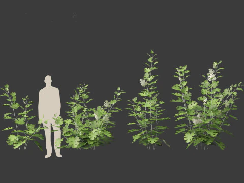 Macleaya microcarpa - plume poppies 3D Model