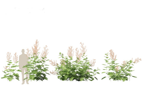 Macleaya microcarpa - plume poppies 3D-Modell