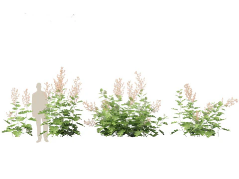 Macleaya microcarpa - plume poppies 3D Model