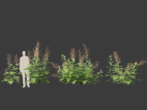 Macleaya microcarpa - plume poppies 3D Model