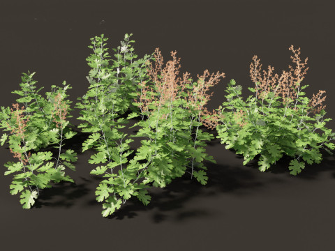 Macleaya microcarpa - plume poppies 3D-Modell