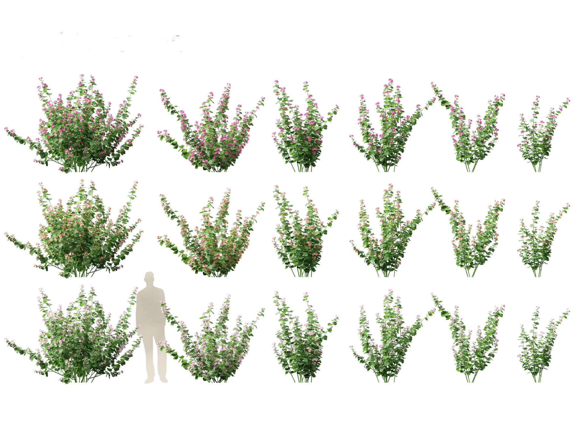 Lavatera cachemiriana - Kashmir Mallow 3D Model .c4d .max .obj .3ds .fbx .stl .blend 