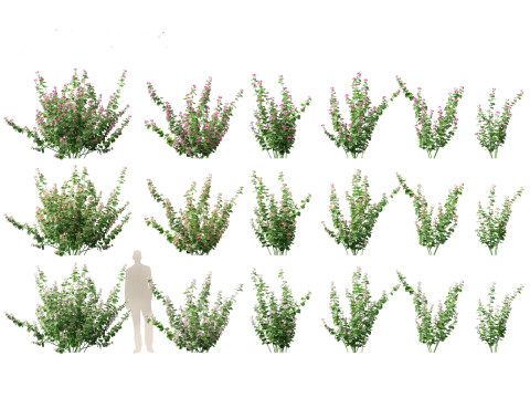 Lavatera cachemiriana - Kashmir Mallow 3D Модель