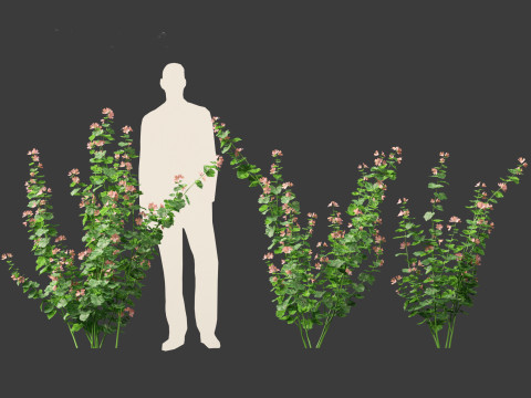 Lavatera cachemiriana - Kashmir Mallow 3D Model