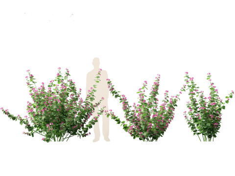 Lavatera cachemiriana - Kashmir Mallow 3D Model