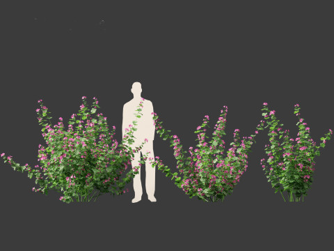 Lavatera cachemiriana - Kashmir Mallow 3D Model