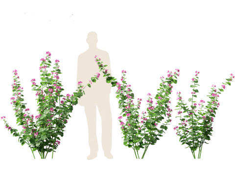 Lavatera cachemiriana - Kashmir Mallow 3D Model