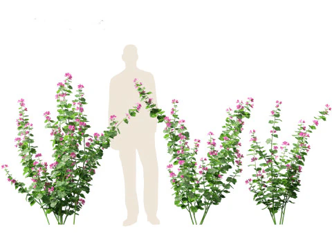 Lavatera cachemiriana - Kashmir Mallow 3D Model