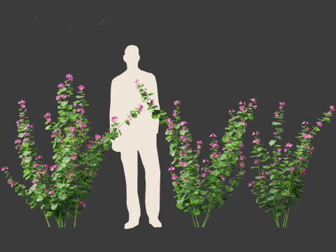 Lavatera cachemiriana - Kashmir Mallow 3D Model